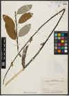 Foto von Salix aegyptiaca L.